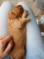 /album/anglicky-kokerspaniel/stena-078-jpg/